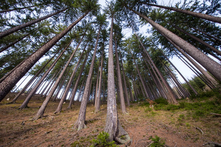 A group of trees in a forest, photographed with a wide-angle len