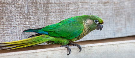 A closeup shot of a maroon-bellied parakeet bird (Pyrrhura frontalis) perched on wood