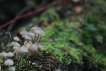 A closeup shot of some fresh mushrooms growing in the forestの写真素材