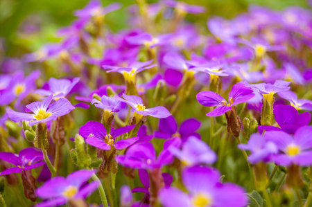 A selective focus shot violet primroses