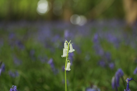 A closeup shot of a cute flower under the sunlightの写真素材