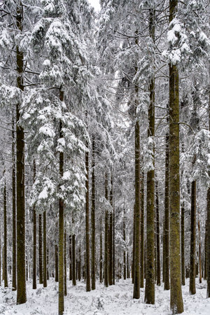 A vertical shot of trees covered in the snow in the Black Forest in Germany
