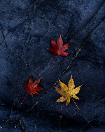 A vertical shot of colorful autumn leaves on the groundの写真素材
