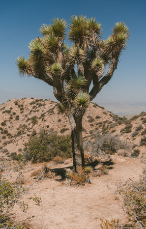 A vertical shot of a Joshua tree in a desertの写真素材