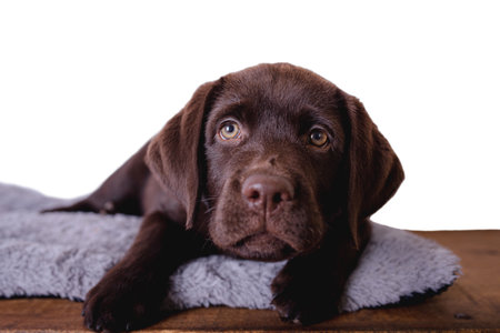 A cute brown Labrador puppy on a blanketの写真素材