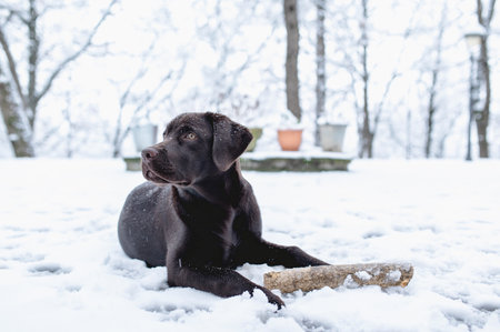 A brown Labrador laying in the park on snow in the winterの写真素材