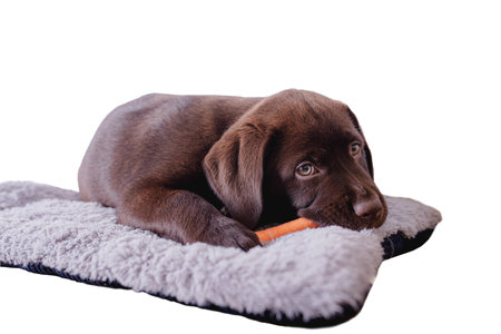 A cute brown Labrador puppy on a blanket isolated on a white backgroundの写真素材