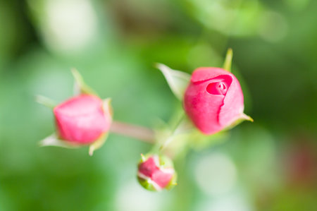 A shallow focus shot of pink rosebudsの写真素材