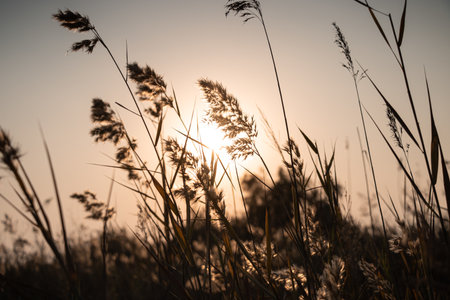 A field of grass during a scenic sunset