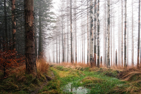 The beautiful high trees in autumn forest