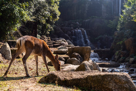 A cute brown deer in front of waterfall on Miyajima Island, Japanの写真素材