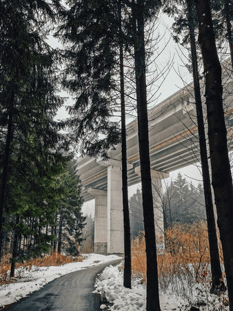 A vertical low angle shot of tall trees by a bridgeの写真素材