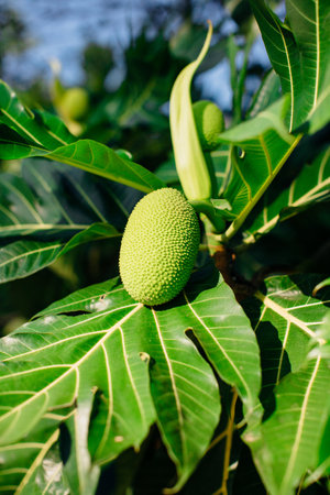 A vertical shot of a tropical fruit with fresh green leavesの写真素材