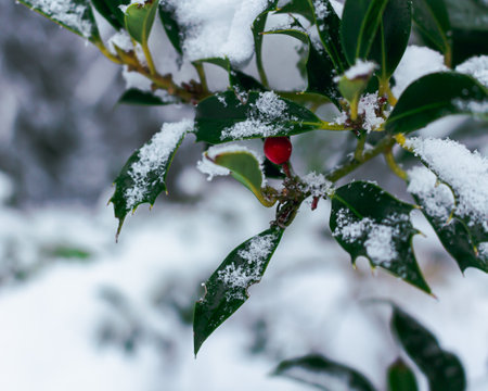 A closeup shot of a cherry tree with a one red cherry covered with snowの写真素材