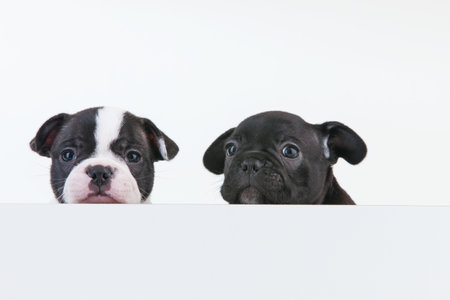 A closeup shot of cute Boston Terrier puppiesの写真素材