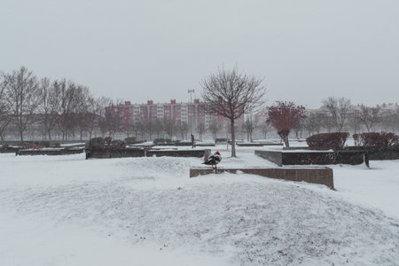 A turkey duck in a snowy park with buildings in the backgroundの写真素材