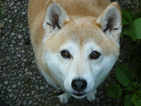 A top view of a cute face of Shiba Inu dogの写真素材