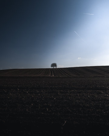 Lonely tree at the top of the hillの写真素材