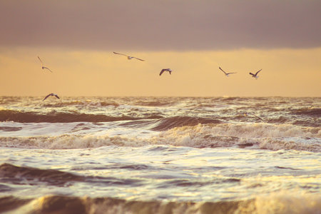 A beautiful view of seagulls flying over ocean wavesの写真素材