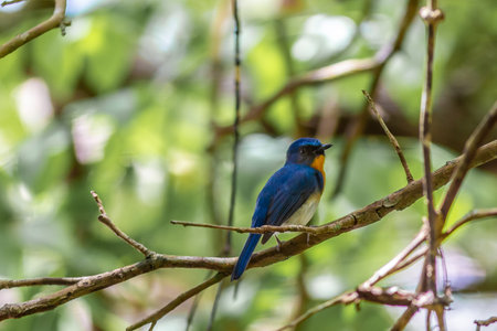 A shallow focus shot of a blue bird on a branch