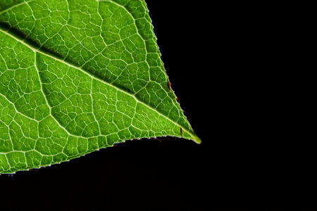 A closeup of a green leaf isolated on a black backgroundの写真素材