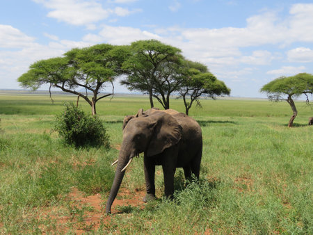 A closeup of a cute African elephant in the Tarangire National Park, Tanzaniaの写真素材