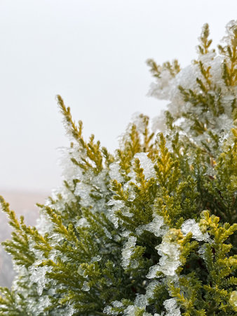 A vertical shot of a pine tree partially covered with frosted snowの写真素材