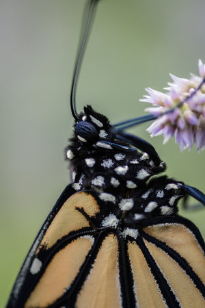 A closeup shot of a butterfly on the flower