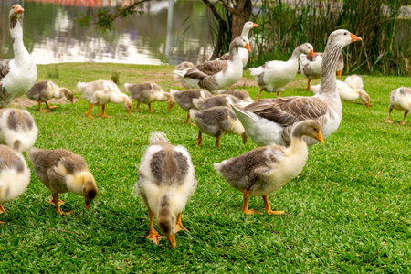 A group of fluffy domestic geese on a fieldの写真素材