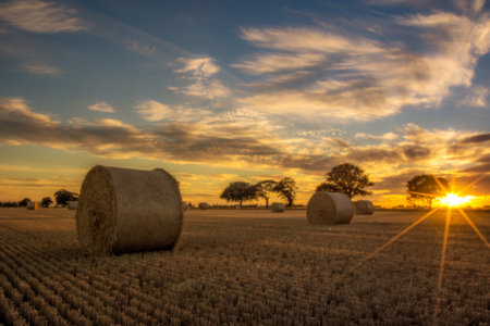 A vast field with haystacks during the beautiful sunsetの写真素材