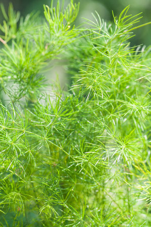 A vertical shot of  dill leavesの写真素材