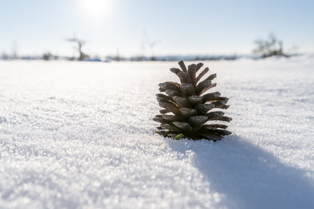 A closeup of a pine cone on the snow in a field under the sunlightの写真素材