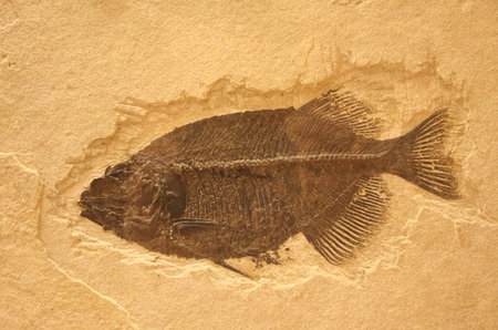 A closeup shot of ancient fish fossilsの写真素材
