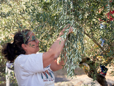 A middle-aged Caucasian female picking olives at olive tree plantationsの写真素材