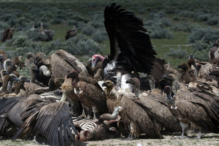On one of our self-drive trips during the morning in Etosha National park we came upon vultures having a feast on a dead zebra.の写真素材