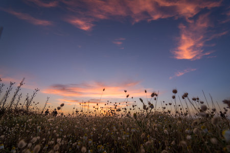 A beautiful shot of a field at sunsetの写真素材