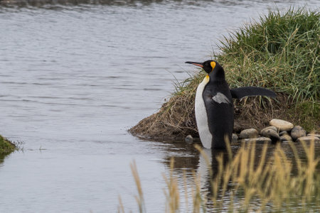 A cute little pinguin standing on the water with open wings - ready to swimの写真素材
