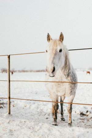 A vertical shot of an adorable white horse standing in the snow-covered fieldの写真素材