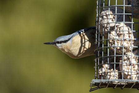 A closeup shot of a Eurasian nuthatch perching on a bird feeder against a blurred green backgroundの写真素材