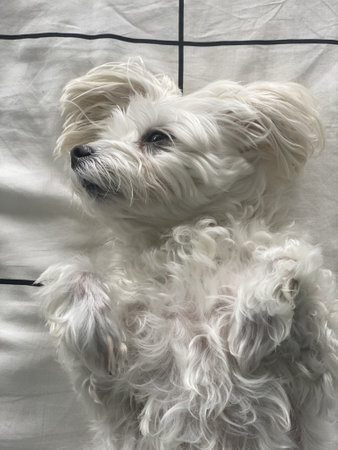 A vertical top view of a cute Maltese dog laying on a beの写真素材