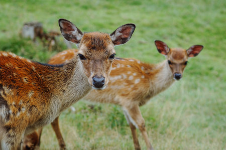A closeup of endearing fawns on background grass