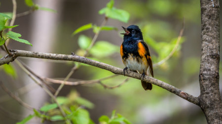 American Redstart during Spring Migration (Setophaga Ruticilla)の写真素材