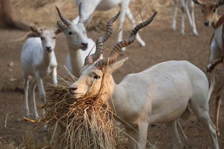 A selective focus of a male albino blackbuck with dried grass under its chinの写真素材