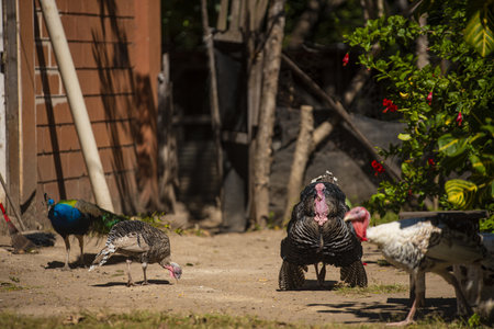 A closeup shot of turkeys and a peacock outdoors in the greenery