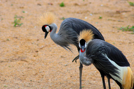 A closeup shot of two red-crowned Tango crane birdの写真素材