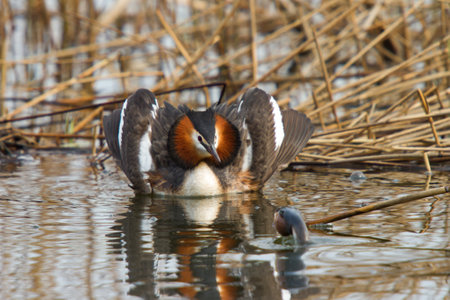 Great crested grebe impresses with its splendid dress and imposing poseの写真素材