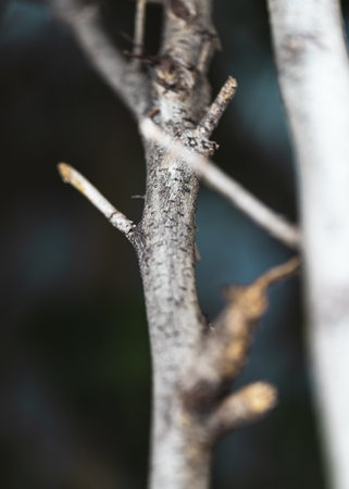 A vertical closeup shot of a tree branch