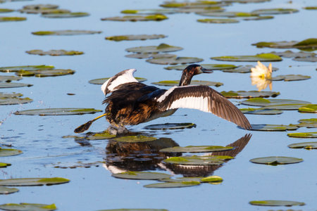 Launching great crested grebe on lily pond