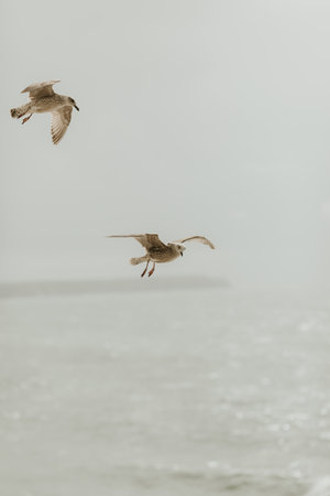 A vertical selective focus shot of seagulls flying over the sea