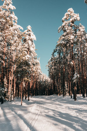 A vertical shot of trees against the blue sky in a winter parkの写真素材